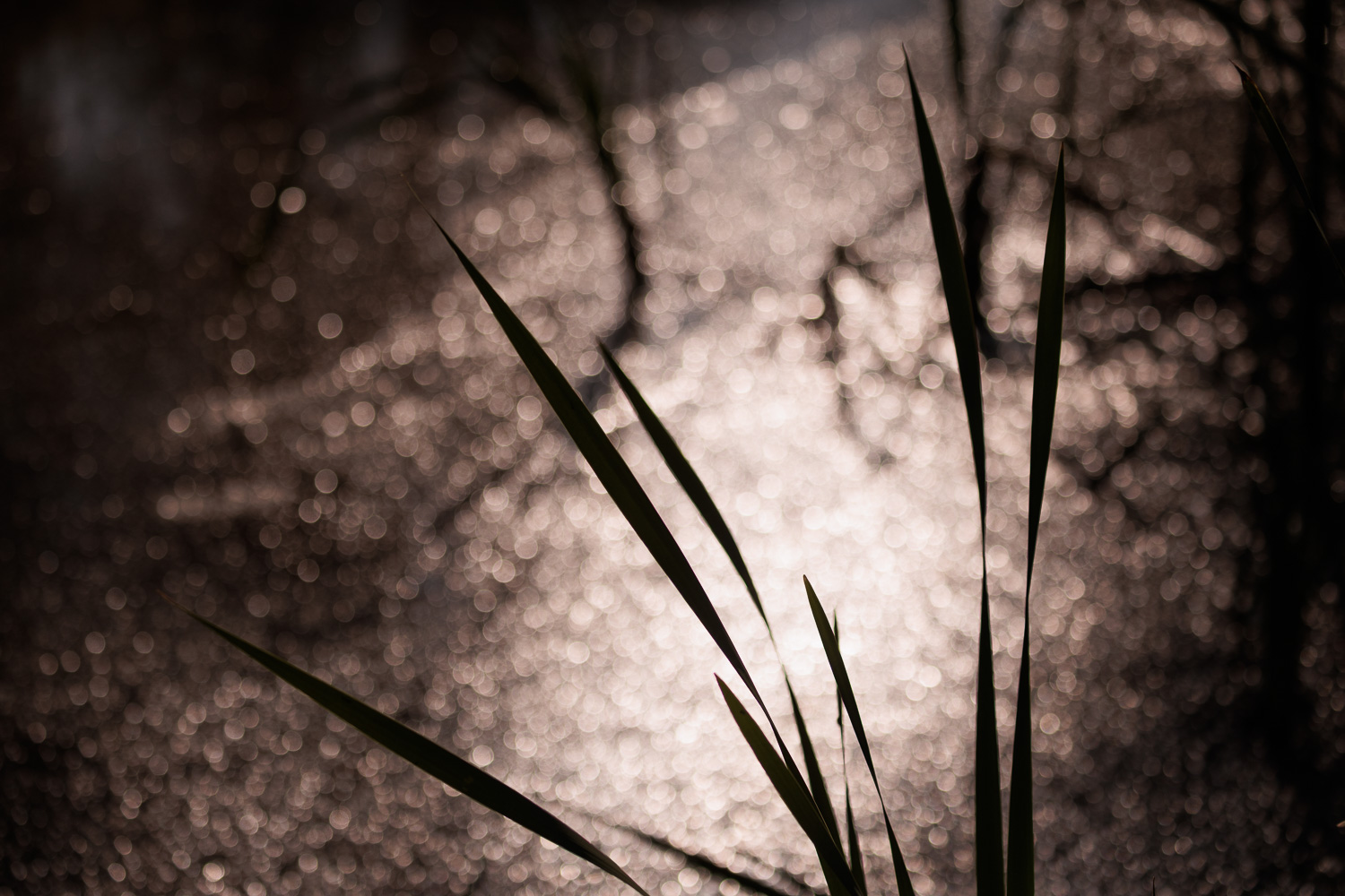 Toutenvert - Génie écologique - mesure compensatoire - St Egreve