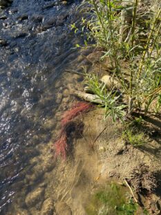 Toutenvert - Restauration morphoécologique - Meyssiez