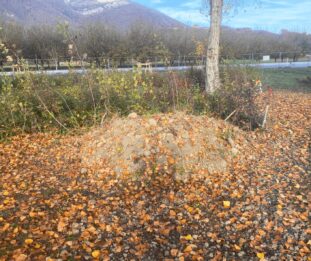 Toutenvert - Hibernaculum - La buissière